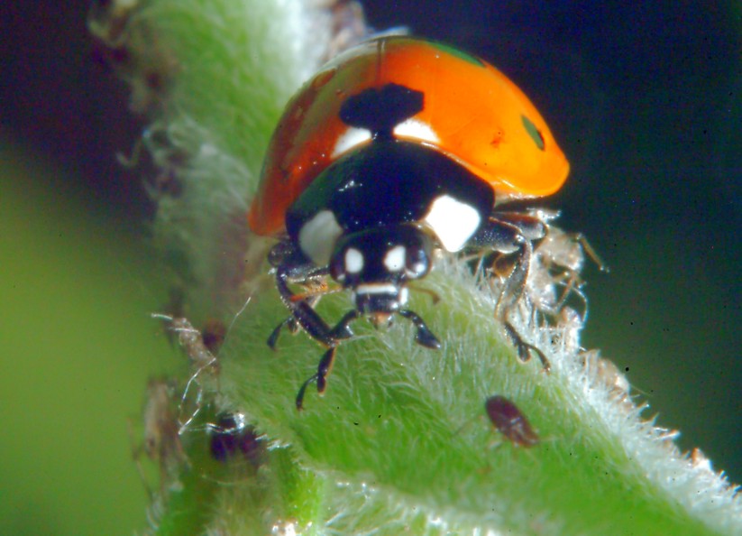 Macrofotografia (anche per micologi)